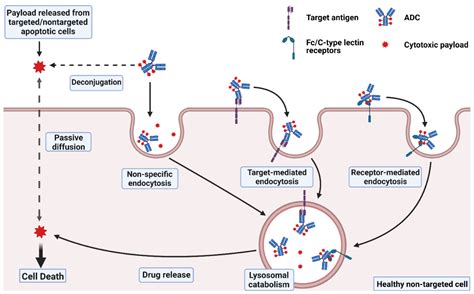 Cancers | Free Full-Text | Mechanisms of ADC Toxicity and Strategies to ...