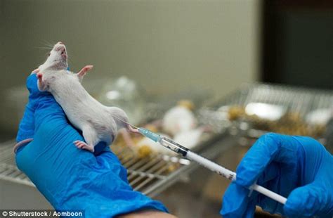 Using male lab mice can result in drugs that are less effective for ...