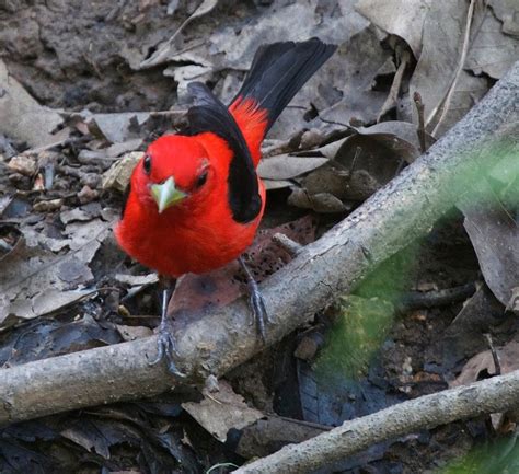 Scarlet Tanager