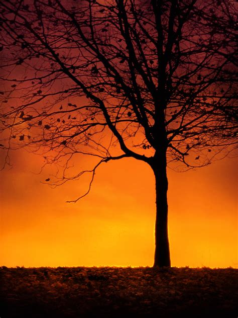 Tree Silhouette at Sunset by jenny4 on DeviantArt