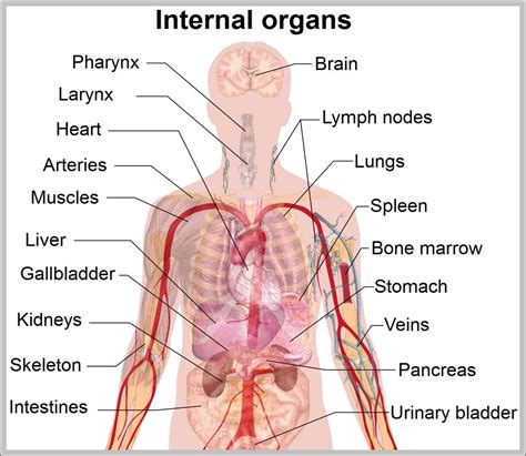 Human body internal organs - Graph Diagram