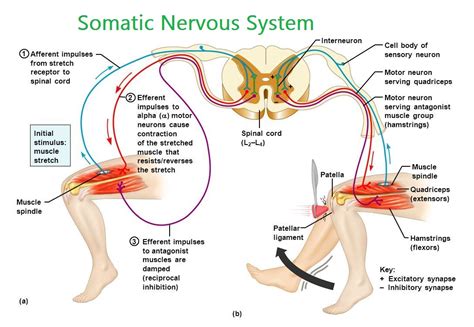 Somatic Nervous System – Karuna Yoga Vidya Peetham Bangalore