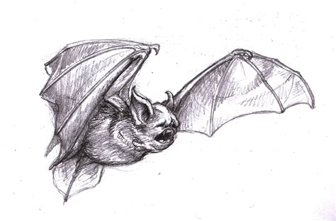 Vampire Bat Sketch at PaintingValley.com | Explore collection of ...