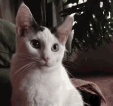 Yes Cat Yes GIF - Yes Cat Yes Cat - Discover & Share GIFs