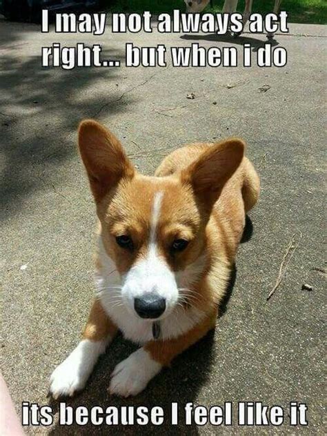 15 Hilarious Corgi Memes Will Make Your Day | Page 5 of 5 | The Dogman