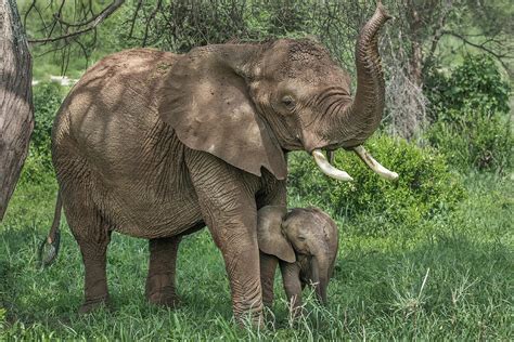 Elephant Mom and Baby Photograph by Christopher Ciccone - Pixels