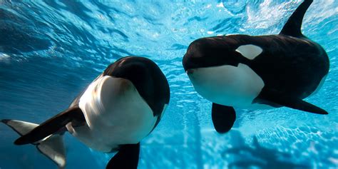 5 BIG Changes at Sea World Since Blackfish | Cupcakes and Coasters