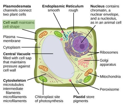 Cell Wall — Structure & Function - Expii