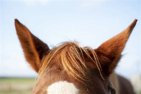 5 Ear Movements In Horses And What They Mean