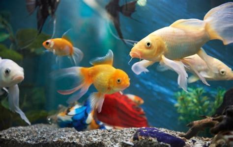 Best Peaceful Fish Tank Mates for Shrimp in Freshwater Tank - Fishxperts