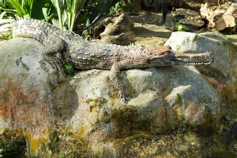 Crocodile on rock 13248416 Stock Photo at Vecteezy