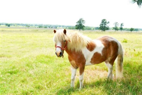 Miniature Horse Free Stock Photo - Public Domain Pictures