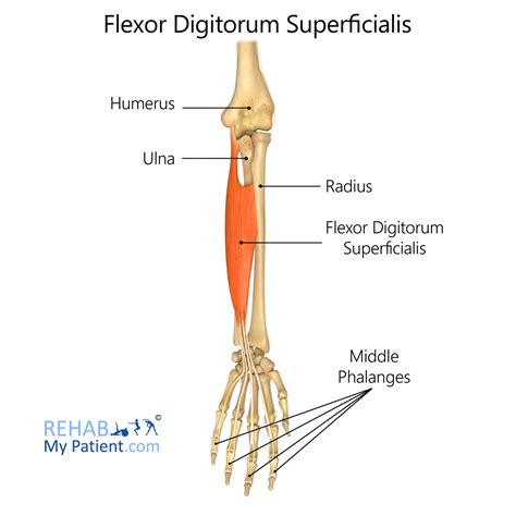 Flexor Digitorum Profundus And Superficialis Median Nerve