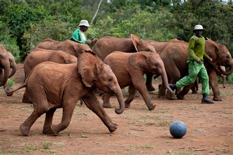 David Sheldrick Wildlife Trust | BEYONDbones