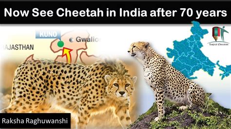 See Cheetah in India after 70 years | Cheetah reintroduction project in ...