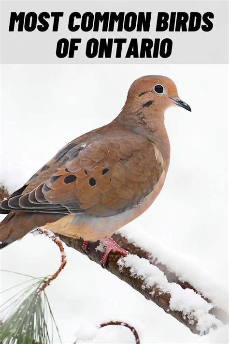 6 Most Common Birds in Ontario, Canada (With Pictures)