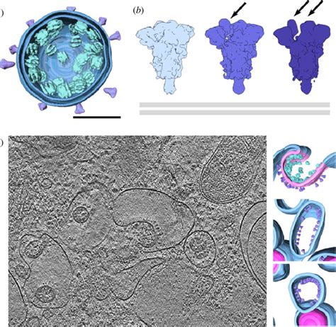 Cryo‐electron Microscopy And Cryo‐electron Tomography, 48% OFF