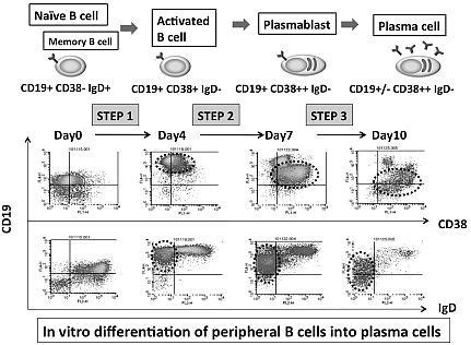 In Vitro Differentiation of Naïve/Memory B Cells into Plasma Cells ...