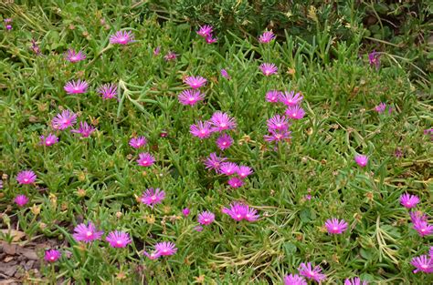 Ice Plants (Delosperma) | What Grows There :: Hugh Conlon ...