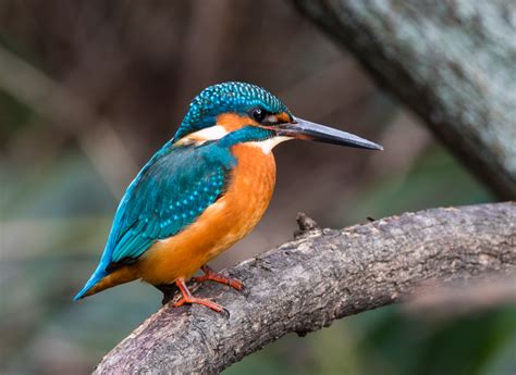 File:Common kingfisher, Tennōji Park, Osaka, December 2015 III.jpg ...