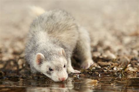 Silver Ferret on Lake Shore Stock Image - Image of cute, beach: 97864105