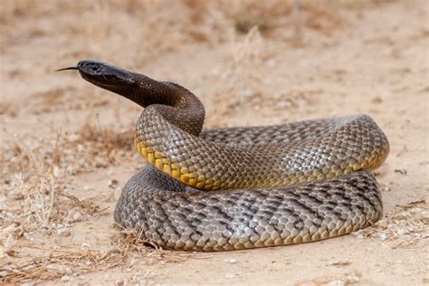 10 Most Venomous & Deadliest Snakes In The World - Fact Animal