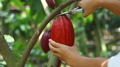 Premium Photo | A person harvesting red ripe cocoa pods using pruning ...