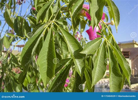 Green Leaves of the Silk Floss Tree Chorisia Speciosa or Ceiba Speciosa, Interesting Spiked Tree ...