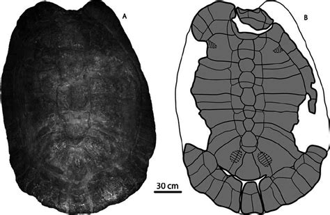 Stupendemys geographicus Wood, 1976, MCZ4376, holotype. A, B , carapace ...