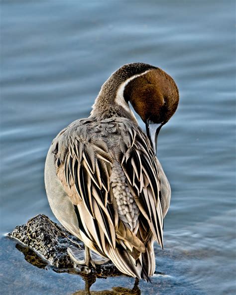 Northern Pintail drake | Oregon Birding Association