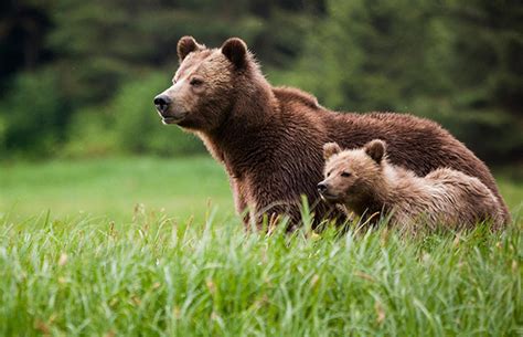 Discover the wildlife of British Columbia | Blog | Wildlife Worldwide