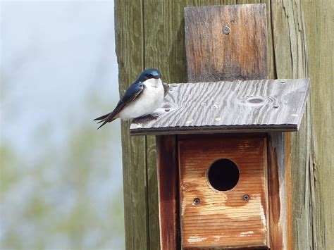 Tree Swallow Nesting Box Program – Nature Vancouver