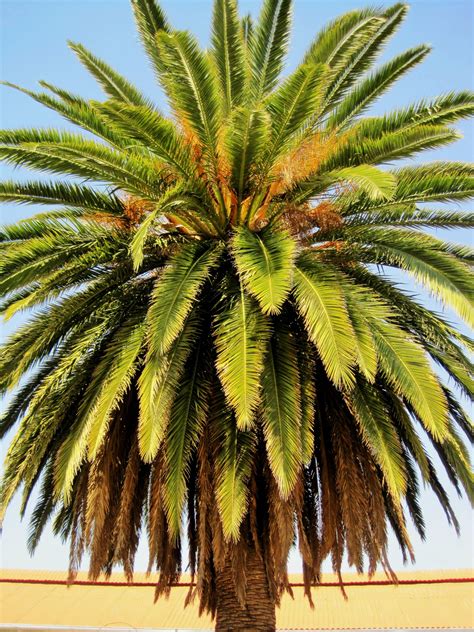 Ornamental Date Palm Free Stock Photo - Public Domain Pictures