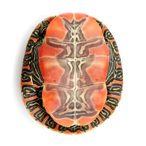 painted-turtle-shell | Turtle painting, Painted turtle shell, Turtle ...