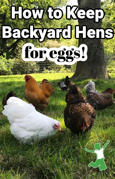 Top 6 Tips for Keeping Backyard Chickens | Healthy Home Economist