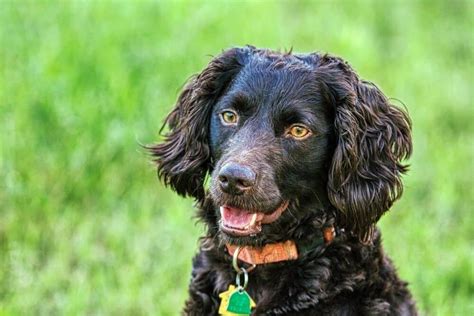 10 Types of Gun Dog Breeds - A-Z Animals