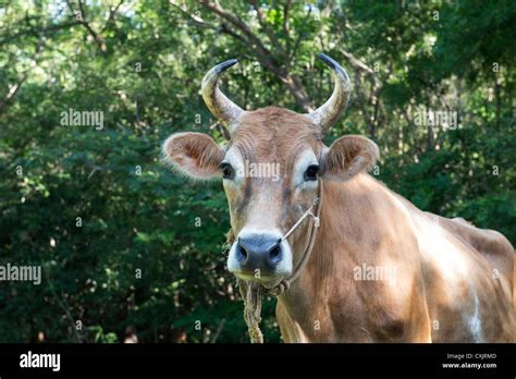 Young Indian bull cow on a farm in the indian countryside. Andhra Pradesh, India Stock Photo - Alamy