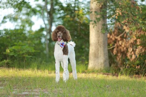 Parti Poodle: A Fun Version Of The Standard Poodle Or A Breed On Its Own?