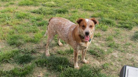 Red Cattle Dog Lab Mix - Livestock Cattle