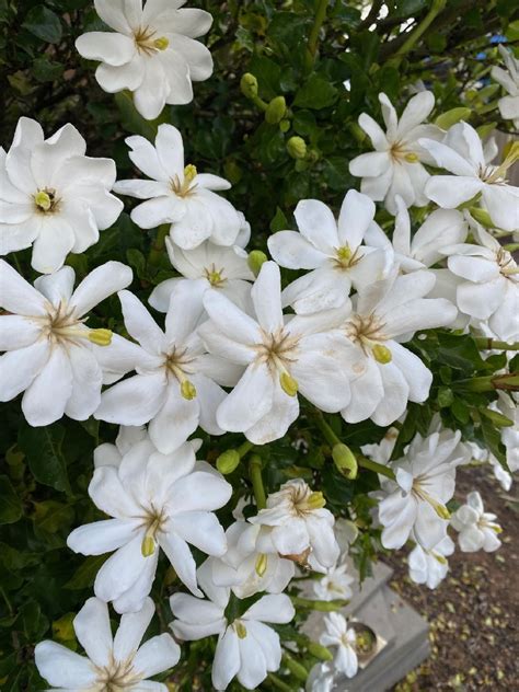 GARDENIA THUNBERGIA TREE GARDENIA 150MM | The Garden Feast