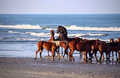 Great time seeing wild horses on the beach. - Wild Horse Adventure Tours, Corolla Traveller ...