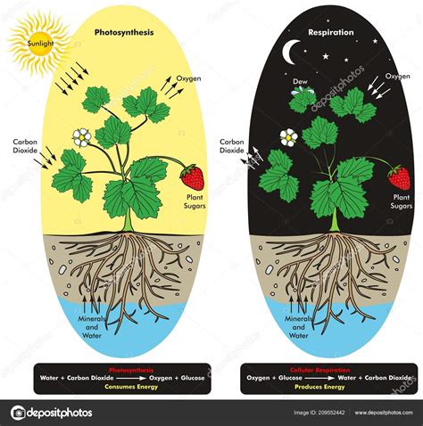 Photosynthesis Cellular Respiration Process Plant Day Night Time ...