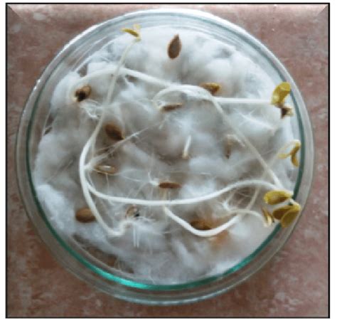 Germination of Cucurbita maxima seeds | Download Scientific Diagram