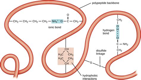 Proteins | Microbiology