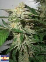 Apex Kush (by 303 Seeds) :: SeedFinder :: Strain Info