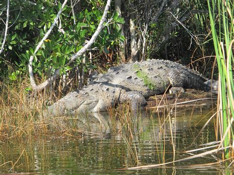 American Crocodile in the Everglades. A few weeks ago i got some nice shots of this huge male ...