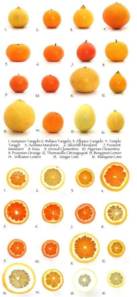 Types of citrus fruits list