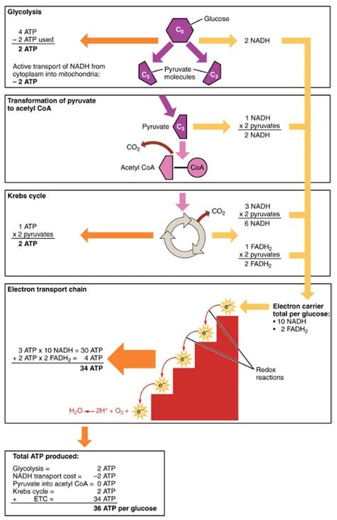 What Are The 3 Stages Of Metabolism - slideshare