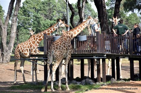 Dubbo (Dubbo Zoo), New South Wales (12 May 2017) - Let It Be Food