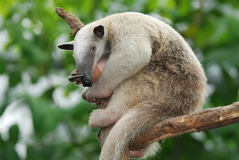 Anteaters - Wild Animals News & Facts